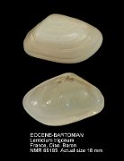 EOCENE-BARTONIAN Lentidium trigonum